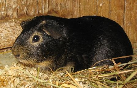 Meerschweinchen zähne nachwachsen können Wie Viele